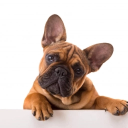 Affinity French Bulldog  puppies for sale