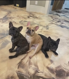 Charlies Frenchies  puppies for sale