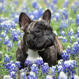 Darimi Frenchies  puppies for sale