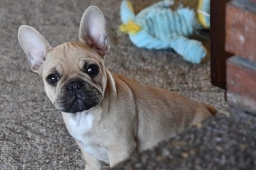 Knollridge  French Bulldog  puppies for sale