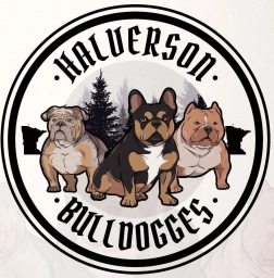 Halverson Bulldogges  puppies for sale