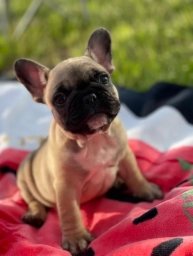 Kiki French Bulldog  puppies for sale