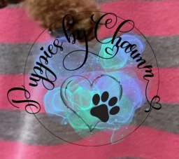 Puppies Charmm  puppies for sale