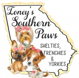 Shelties, Frenchies & Yourkies  puppies for sale