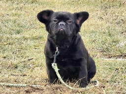 FLUFFABULLS  puppies for sale