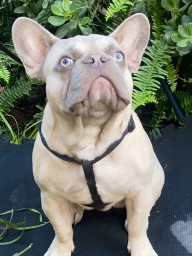 Frenchies Bulldogs  puppies for sale