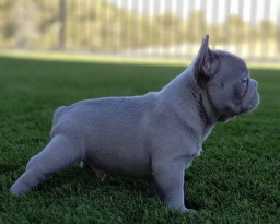 True Joy Frenchies  puppies for sale