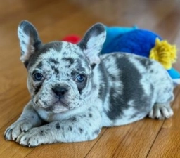 Blue Wave French Bulldogs  puppies for sale