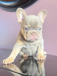 FrenchieMom  puppies for sale