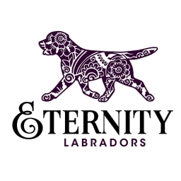 Eternity Labradors  puppies for sale