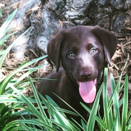 Labradors Retrievers Of Marvin  puppies for sale