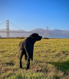 Moonlight Labradors  puppies for sale