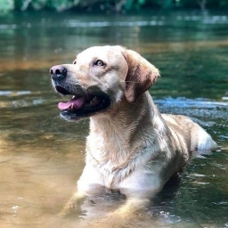 Legendary Labs  puppies for sale