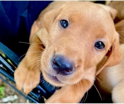 Searcy Farm Retriever  puppies for sale