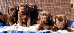 Summer Hill  puppies for sale