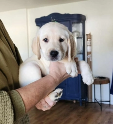 Willow Kane Warms Labradors  puppies for sale