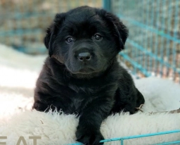 Hearth Stone Labradors  puppies for sale