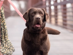 THE HAPPIEST LABRADOR  puppies for sale