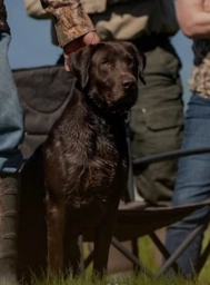 Fourklabs  puppies for sale