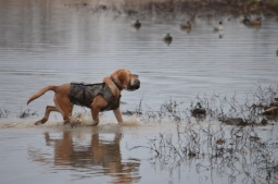 Abbott Labradors  puppies for sale