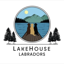 Lake House Labrador Retriever  puppies for sale