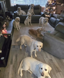 Shimmering White Labradors  puppies for sale
