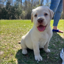 Jackson's Labrador Retrievers  puppies for sale