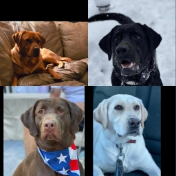 Dame Dogs Labradors  puppies for sale