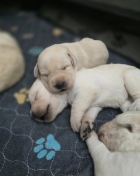 On The Bluff Labradors  puppies for sale