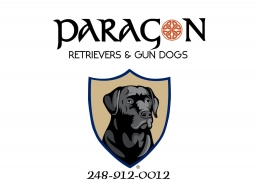Paracon  puppies for sale