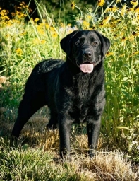 Horseman Hilltop Labradors  puppies for sale