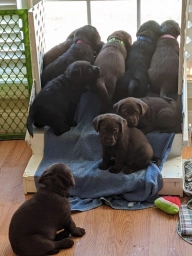 Balewater Labradors  puppies for sale