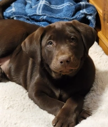 Rick’s Retrievers  puppies for sale