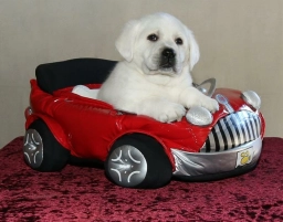 Labs To Love Labrador Retrievers  puppies for sale