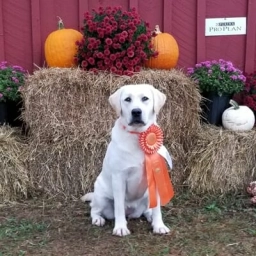 Wilann Labradors  puppies for sale