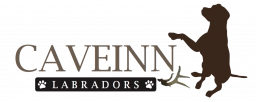 CaveInn Labradors  puppies for sale