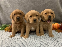 Conquest Labradors  puppies for sale
