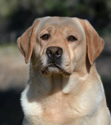 SciFi Labrador Retrievers  puppies for sale