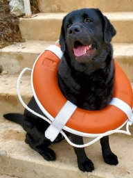 Sommit Labradors  puppies for sale