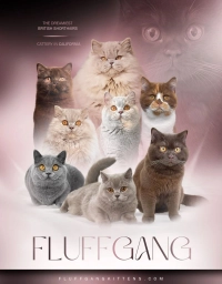 FLUFFGANG CATTERY  puppies for sale