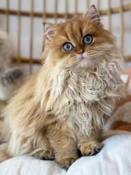 Cheddar Bears  puppies for sale