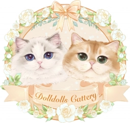 Dolldolls Cattery  puppies for sale
