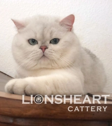 LIONSHEART  puppies for sale