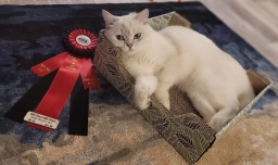 Sasszkats Cattery aka Blissfulbrits  puppies for sale