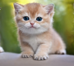 Levada Land  puppies for sale