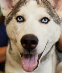 La Animals Services  puppies for sale