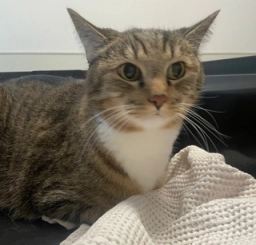 Humane  puppies for sale