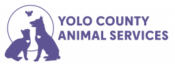 Yolo County Animal Services  puppies for sale
