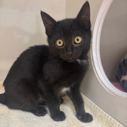 Nine Lives  puppies for sale