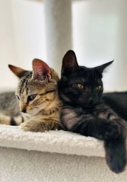 California Cat Rescue  puppies for sale